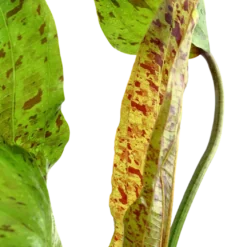 Tropica Akvarieplante i potte Echinodorus Ozelot green