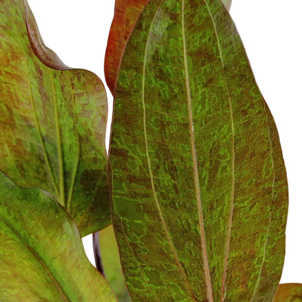 Tropica Akvarieplante i potte Echinodorus Ozelot