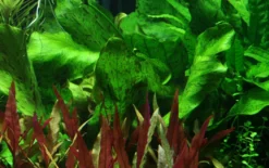 Tropica Akvarieplante i potte Echinodorus Rose