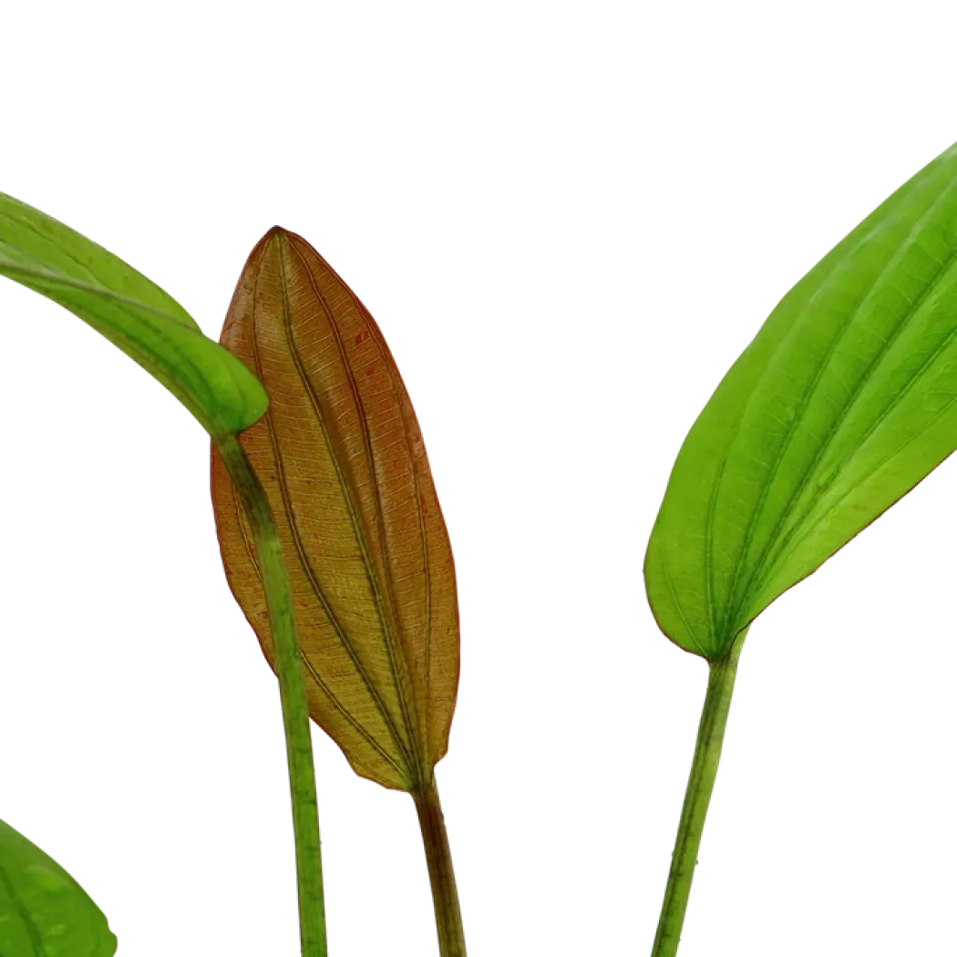 Tropica Akvarieplante i potte Echinodorus Rose