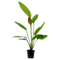 Tropica Akvarieplante i potte Echinodorus Rose