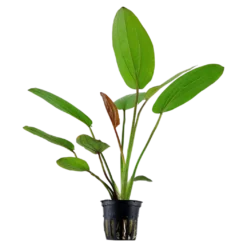 Tropica Akvarieplante i potte Echinodorus x barthii