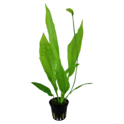 Tropica Akvarieplante i potte Echinodorus grisebachii (bleherae)