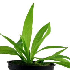 Tropica Akvarieplante i potte Helanthium bolivianum Quadricostatus