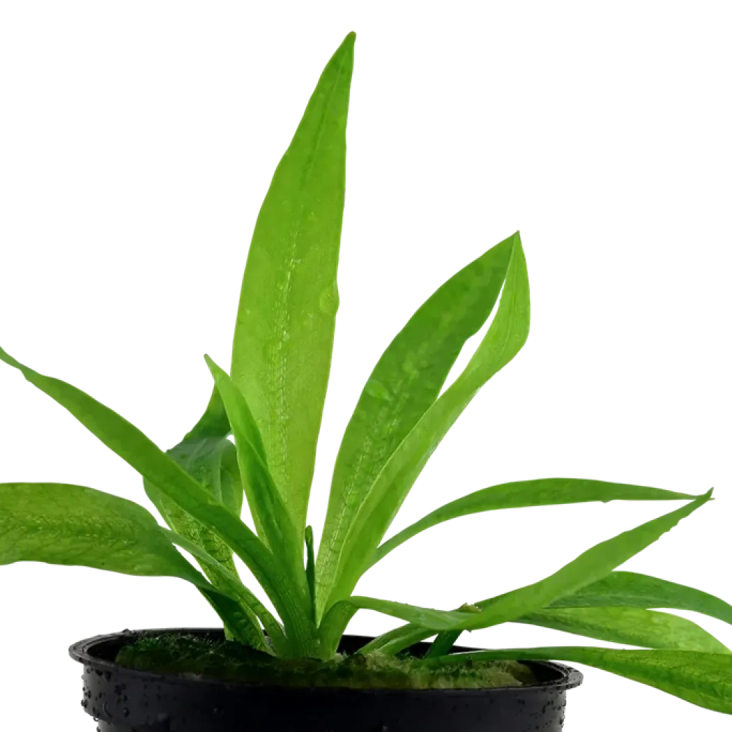 Tropica Akvarieplante i potte Helanthium bolivianum Quadricostatus