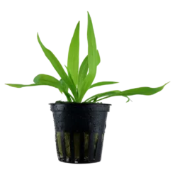Tropica Akvarieplante i potte Helanthium bolivianum Quadricostatus