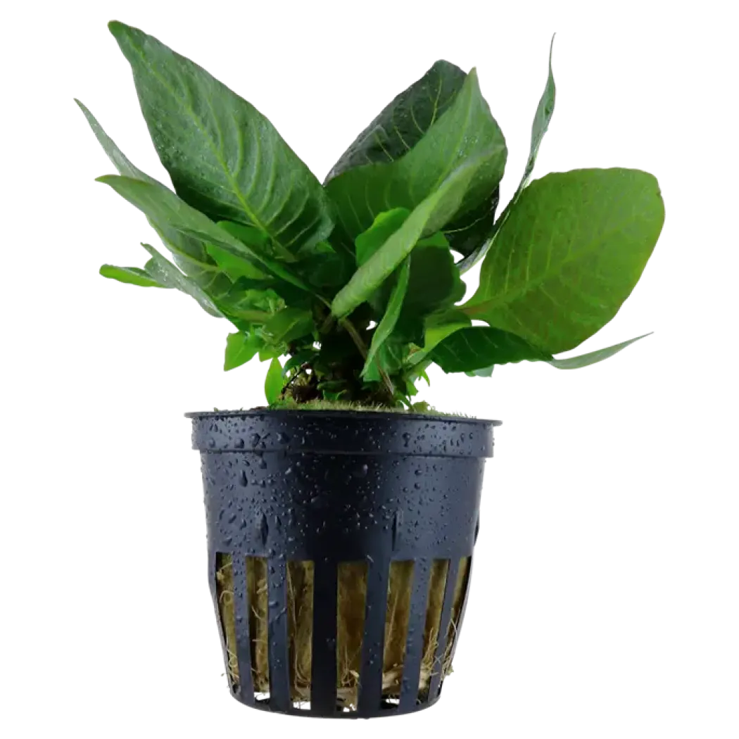Tropica Akvarieplante i potte Hygrophila corymbosa Compact
