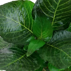 Tropica Akvarieplante i potte Hygrophila corymbosa Compact