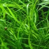 Tropica Akvarieplante i potte Hygrophila costata