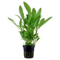 Tropica Akvarieplante i potte Hygrophila costata