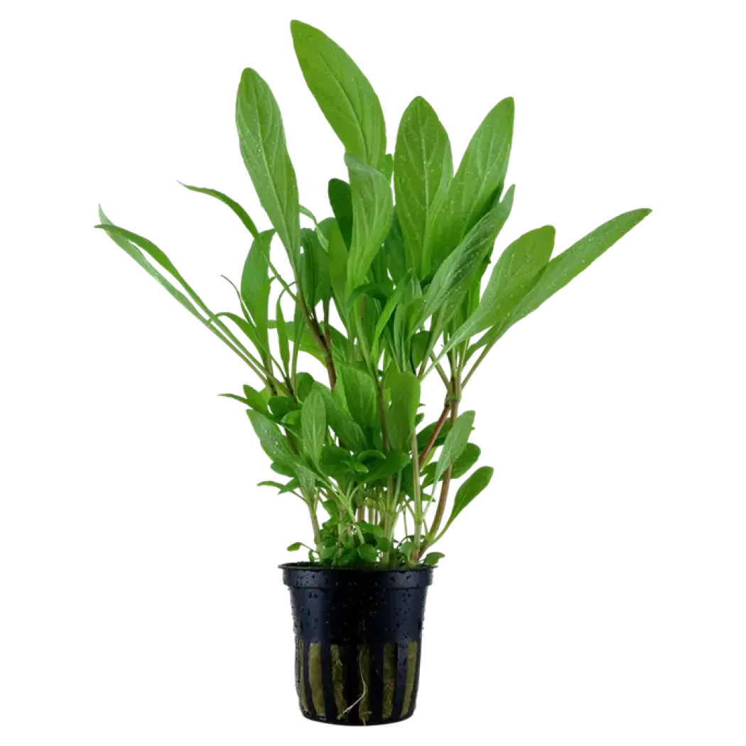 Tropica Akvarieplante i potte Hygrophila costata