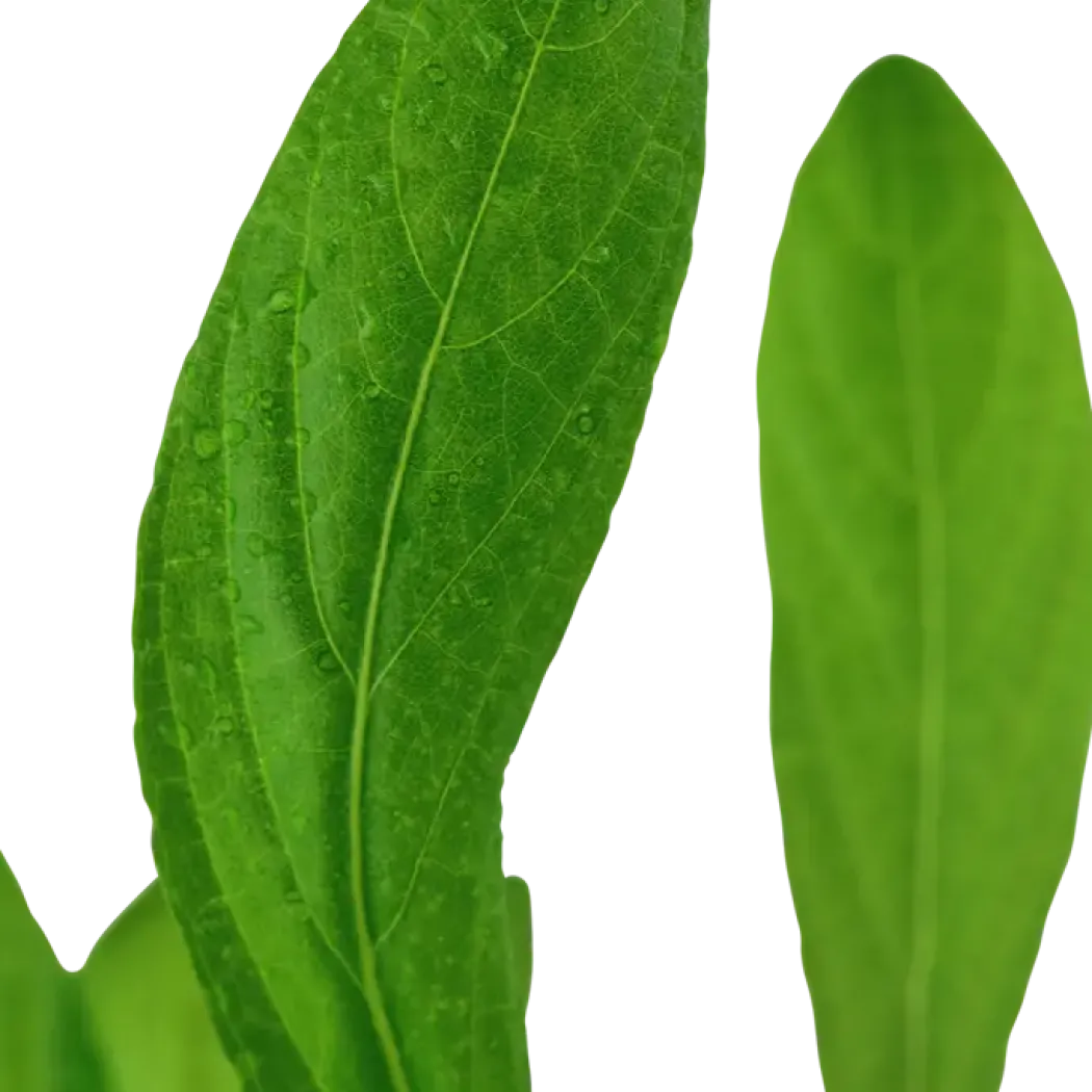 Tropica Akvarieplante i potte Hygrophila costata