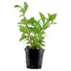 Tropica Akvarieplante i potte Hygrophila polysperma Rosanervig