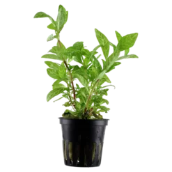 Tropica Akvarieplante i potte Hygrophila polysperma Rosanervig