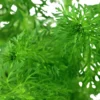 Tropica Akvarieplante i potte Limnophila sessiliflora