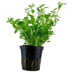 Tropica Akvarieplante i potte Bacopa monnieri Compact