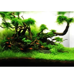 Tropica Akvarieplante i potte Lilaeopsis brasiliensis