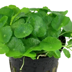 Tropica Akvarieplante i potte Hydrocotyle verticillata