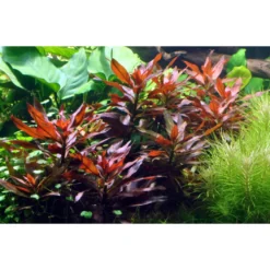 Tropica Akvarieplante i potte Ludwigia glandulosa