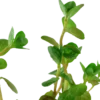 Tropica Akvarieplante i potte Rotala rotundifolia