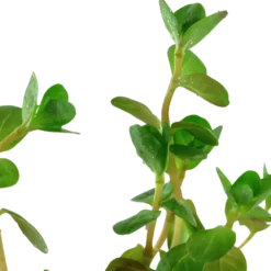 Tropica Akvarieplante i potte Rotala rotundifolia