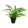 Tropica Akvarieplante i potte Microsorum pteropus Narrow