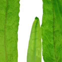 Tropica Akvarieplante i potte Microsorum pteropus Narrow
