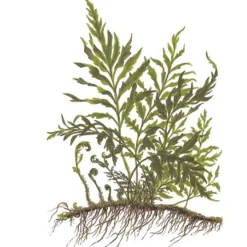 Tropica Akvarieplante i potte Bolbitis heudelotii