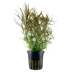 Tropica Akvarieplante i potte Pogostemon stellatus