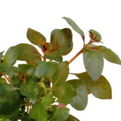 Tropica Akvarieplante i potte Ludwigia repens Rubin