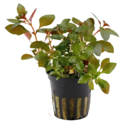 Tropica Akvarieplante i potte Ludwigia repens Rubin
