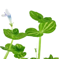 Tropica Akvarieplante i potte Lindernia rotundifolia