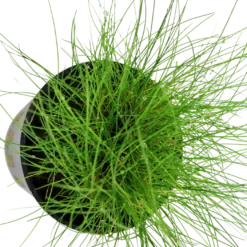 Tropica Akvarieplante ipotte Eleocharis parvula