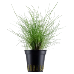 Tropica Akvarieplante ipotte Eleocharis parvula