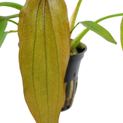 Tropica Akvarieplante i potte Echinodorus Red Diamond