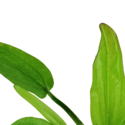 Tropica Akvarieplante i potte Echinodorus cordifolius fluitans