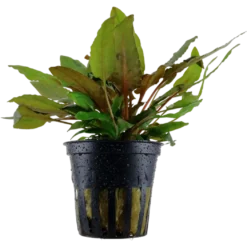 Tropica Akvarieplante i potte Cryptocoryne wendtii Tropica