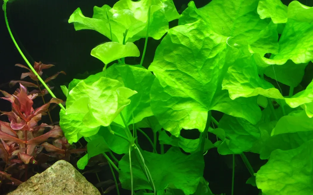 Tropica Akvarieplante i potte Nymphoides hydrophylla Taiwan