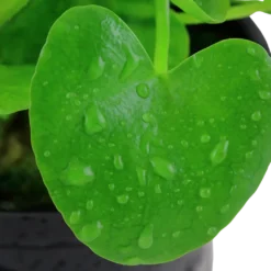 Tropica Akvarieplante i potte Nymphoides hydrophylla Taiwan