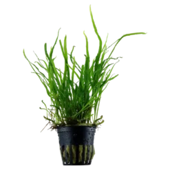 Tropica Akvarieplante i potte Microsorum pteropus Trident