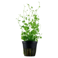 Tropica Akvarieplante i potte Hydrocotyle tripartita