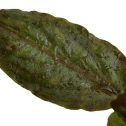 Tropica Akvarieplante i potte Lagenandra meeboldii Red