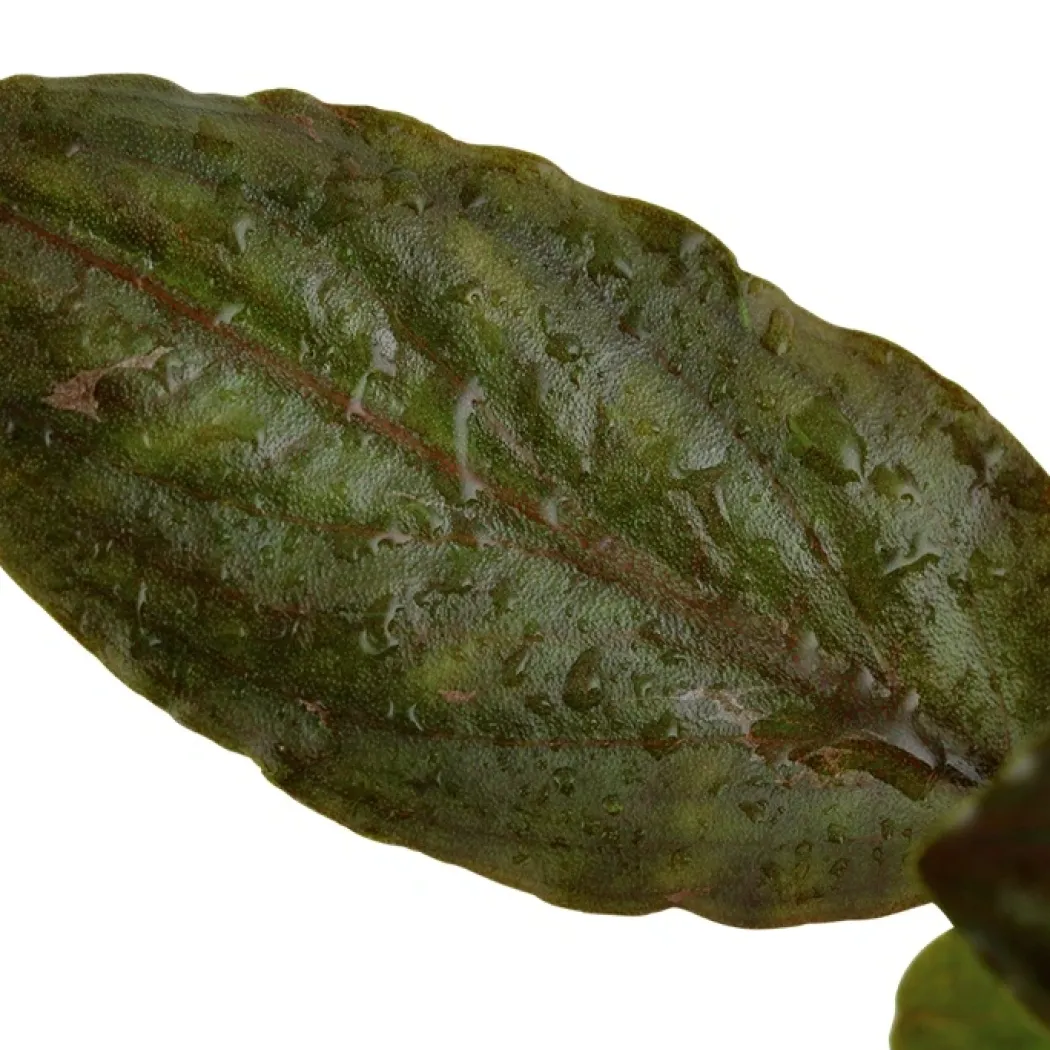 Tropica Akvarieplante i potte Lagenandra meeboldii Red