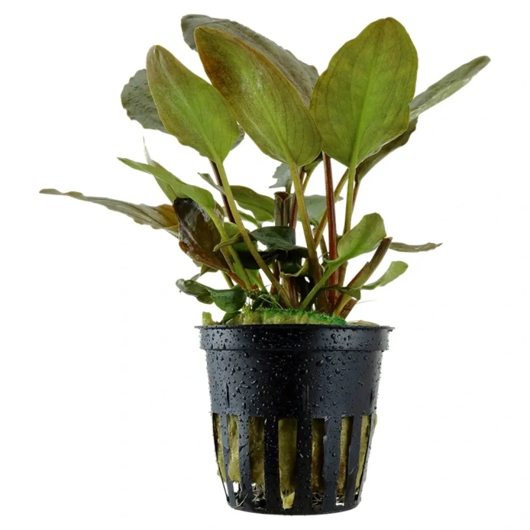 Tropica Akvarieplante i potte Lagenandra meeboldii Red