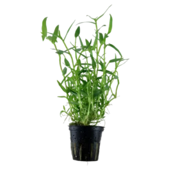 Tropica Akvarieplante i potte Murdannia keisak