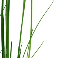 Tropica Akvarieplante i potte Eleocharis montevidensis