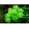 Tropica Akvarieplante i potte Hottonia palustris