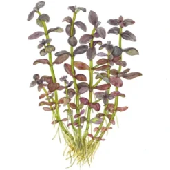 Tropica Akvarieplante i potte Bacopa salzmanni Purple