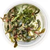 Tropica Bucephalandra Kedagang 1-2-Grow