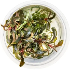 Tropica Bucephalandra Kedagang 1-2-Grow